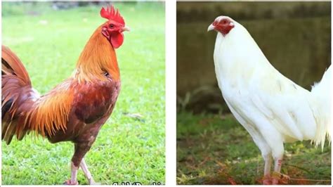 kulay ng manok